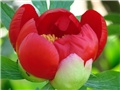 paeonia peregrina